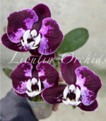 Phalaenopsis CX Red Plum, kolekcjonerski storczyk o woskowych, ciemnośliwkowych kwiatach z jaśniejszym wzorem splash i białą warżką, Variegarden.