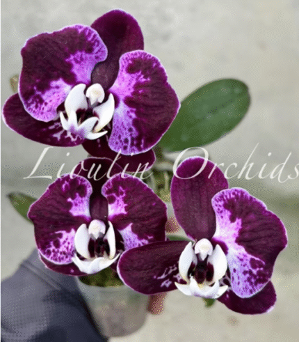 Phalaenopsis CX Red Plum, kolekcjonerski storczyk o woskowych, ciemnośliwkowych kwiatach z jaśniejszym wzorem splash i białą warżką, Variegarden.