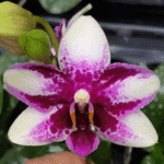 Phalaenopsis Jaiho’s Summer Love, kolekcjonerski storczyk o woskowych, biało-fuksjowych kwiatach z wzorem splash i cętkami, Variegarden.