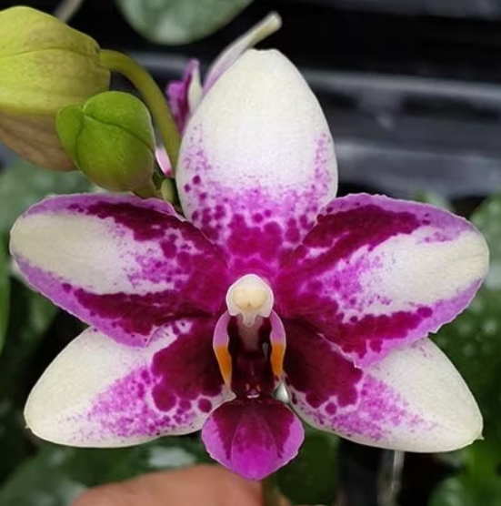 Phal. Jaiho’s Summer Love Phalaenopsis Jaiho’s Summer Love, kolekcjonerski storczyk o woskowych, biało-fuksjowych kwiatach z wzorem splash i cętkami, Variegarden.