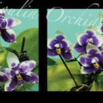 Phalaenopsis Lioulin Blue Lily x Penang Jewel, rzadki storczyk kolekcjonerski o woskowych, niebiesko-fioletowych kwiatach z białą obwódką, Variegarden.