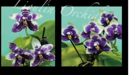 Phalaenopsis Lioulin Blue Lily x Penang Jewel, rzadki storczyk kolekcjonerski o woskowych, niebiesko-fioletowych kwiatach z białą obwódką, Variegarden.