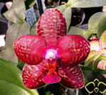 Phalaenopsis Perfection Is 'Chen' FCC/AOS, medalowy storczyk kolekcjonerski o idealnie okrągłych, rubinowo-czerwonych płatkach z woskowym wykończeniem, Variegarden.