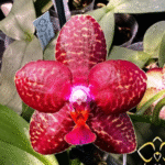 Phalaenopsis Perfection Is 'Chen' FCC/AOS, medalowy storczyk kolekcjonerski o idealnie okrągłych, rubinowo-czerwonych płatkach z woskowym wykończeniem, Variegarden.