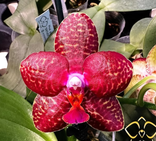 Phal. Perfection Is Chen Phalaenopsis Perfection Is 'Chen' FCC/AOS, medalowy storczyk kolekcjonerski o idealnie okrągłych, rubinowo-czerwonych płatkach z woskowym wykończeniem, Variegarden.