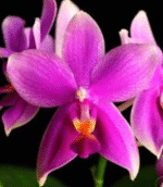 Phalaenopsis Timothy Christopher × bellina – pachnący storczyk o woskowych, magentowych kwiatach. Odkryj zasady uprawy w Variegarden.
