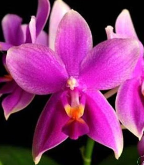 Phal. Timothy Christopher × bellina Phalaenopsis Timothy Christopher × bellina – pachnący storczyk o woskowych, magentowych kwiatach. Odkryj zasady uprawy w Variegarden.
