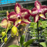 Phalaenopsis Younghome Victory Star, kolekcjonerski storczyk o gwiaździstych, kremowo-cytrynowych płatkach w gęste, ciemnobordowe cętki z żółtą warżką, Variegarden.