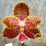 Phalaenopsis (amboinensis × Zheng Min Tyrannosaurus), rzadki storczyk kolekcjonerski o woskowych, żółtych kwiatach w gęste, cynamonowe pręgi z różową warżką, Variegarden.