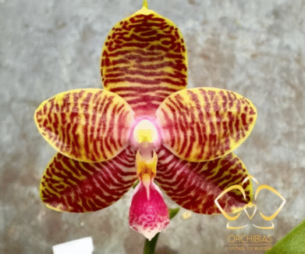 Phalaenopsis (amboinensis × Zheng Min Tyrannosaurus), rzadki storczyk kolekcjonerski o woskowych, żółtych kwiatach w gęste, cynamonowe pręgi z różową warżką, Variegarden.