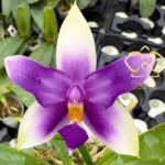 Phalaenopsis bellina blue 'ES', rzadki storczyk botaniczny o woskowych, niebiesko-fioletowych kwiatach z limonkowymi czubkami i intensywnym zapachu, Variegarden.