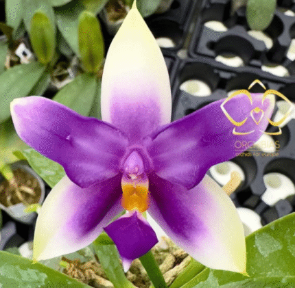Phalaenopsis bellina blue 'ES', rzadki storczyk botaniczny o woskowych, niebiesko-fioletowych kwiatach z limonkowymi czubkami i intensywnym zapachu, Variegarden.
