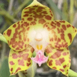 Phalaenopsis hygrochila, rzadki storczyk botaniczny o woskowych, złocisto-oliwkowych kwiatach w gęste, kasztanowe plamy z różową warżką, Variegarden.