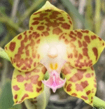 Phalaenopsis hygrochila, rzadki storczyk botaniczny o woskowych, złocisto-oliwkowych kwiatach w gęste, kasztanowe plamy z różową warżką, Variegarden.