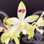 Phalaenopsis tetraspis 'Doodle', rzadki storczyk botaniczny o kremowo-limonkowych płatkach z magentowymi kreskami i kosmatą warżką, Variegarden.