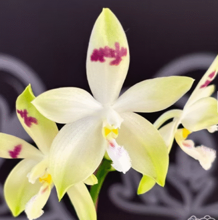 Phalaenopsis tetraspis 'Doodle', rzadki storczyk botaniczny o kremowo-limonkowych płatkach z magentowymi kreskami i kosmatą warżką, Variegarden.