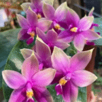Phalaenopsis violacea var. sumatra ‘LW663’, rzadki storczyk botaniczny o woskowych, magentowych kwiatach z zielonymi czubkami i fuksjową warżką, Variegarden.