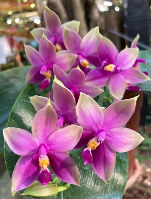 Phal. violacea var. sumatra ‘LW663” Phalaenopsis violacea var. sumatra ‘LW663’, rzadki storczyk botaniczny o woskowych, magentowych kwiatach z zielonymi czubkami i fuksjową warżką, Variegarden.