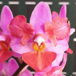 Phalaenopsis Liu's Triprince 'Pink' Peloric, miniaturowy storczyk kolekcjonerski o pastelowo-różowych, pelorycznych kwiatach, Variegarden.
