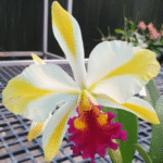 Cattleya Fu Shu Glory 'Happy Holiday', kolekcjonerski storczyk o kremowo-białych płatkach ze żółtym pasem i amarantową, pofalowaną warżką, Variegarden.
