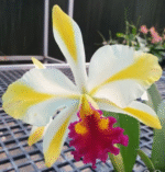 Cattleya Fu Shu Glory 'Happy Holiday', kolekcjonerski storczyk o kremowo-białych płatkach ze żółtym pasem i amarantową, pofalowaną warżką, Variegarden.