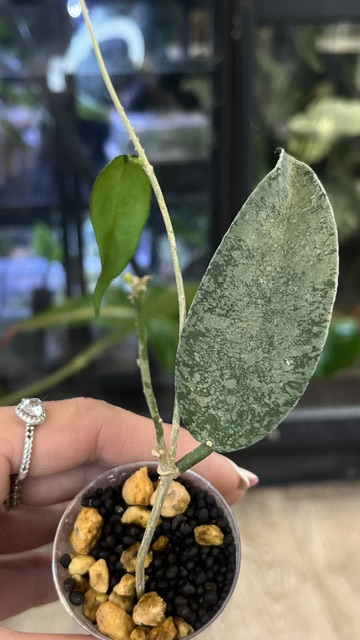 Hoya Flagellata Silver