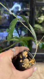 Hoya flagellata 'Silver' #2 - obrazek 3