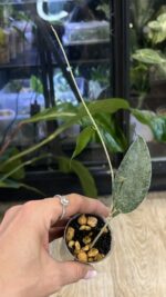 Hoya flagellata 'Silver' #2 - obrazek 4