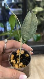 Hoya flagellata 'Silver' #2 - obrazek 5