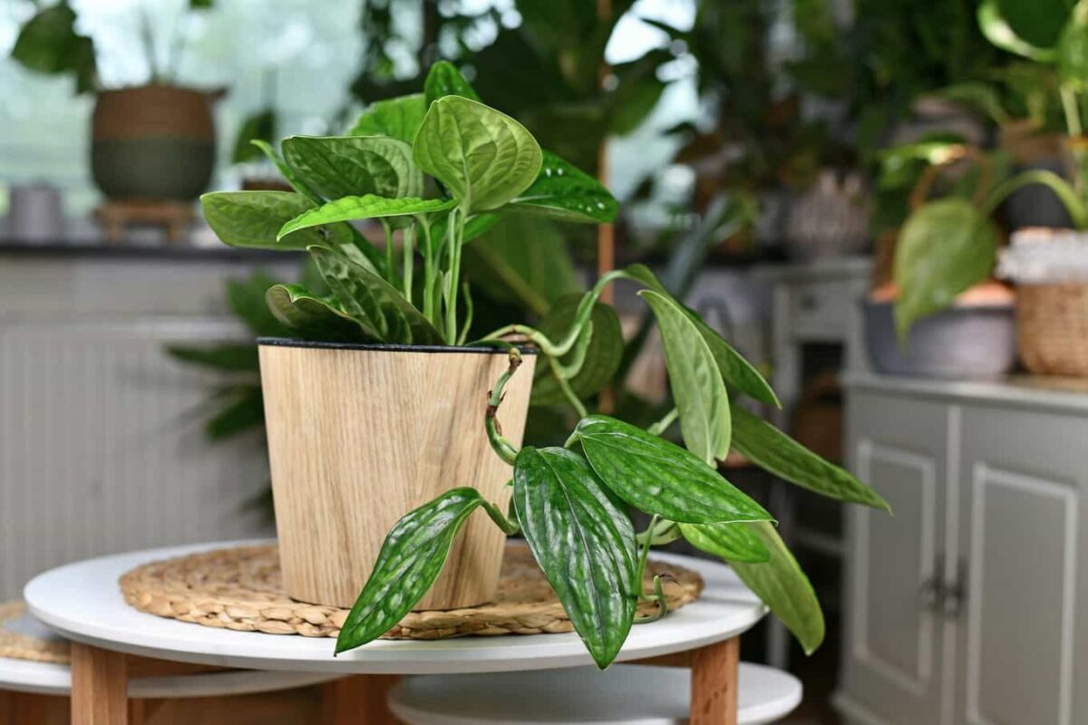 monstera Peru