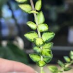 Hoya Chinghungensis variegata