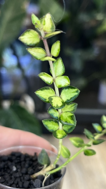 Hoya Chinghungensis variegata