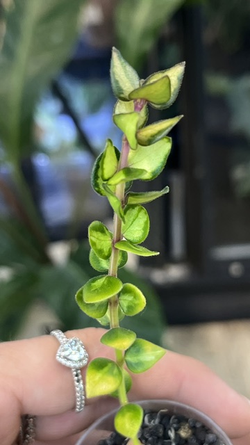 Hoya Chinghungensis variegata
