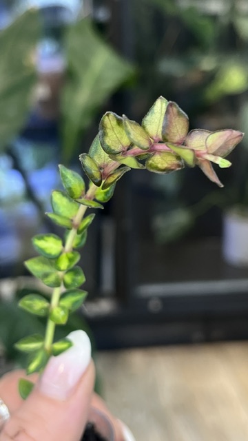 Hoya Chinghungensis variegata