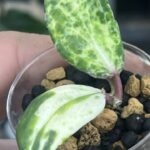 Hoya Crocodile