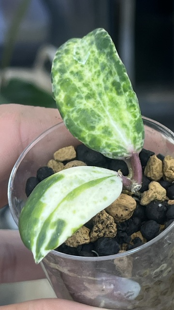 Hoya Crocodile