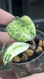 Hoya Crocodile  #4 - obrazek 2