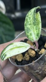 Hoya Crocodile  #4 - obrazek 4