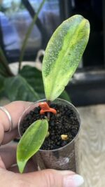 Hoya 'Jita Silver' ‘Autumn Guava’ #2 - obrazek 3