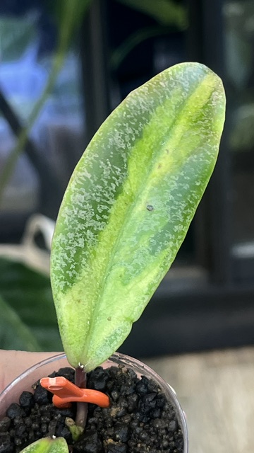 Hoya 'Jita Silver' ‘Autumn Guava’ – unikatowa hoya o srebrnych liściach z koralowym rumieńcem sunstressu. Poznaj uprawę w Variegarden.