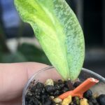 Hoya 'Jita Silver' ‘Autumn Guava’, rzadka hoya kolekcjonerska o srebrzystych liściach wybarwiających się na koralowy kolor guawy, Variegarden.