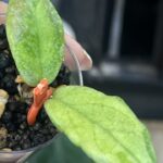 Hoya 'Jita Silver' ‘Autumn Guava’ – unikatowa hoya o srebrnych liściach z koralowym rumieńcem sunstressu. Poznaj uprawę w Variegarden.