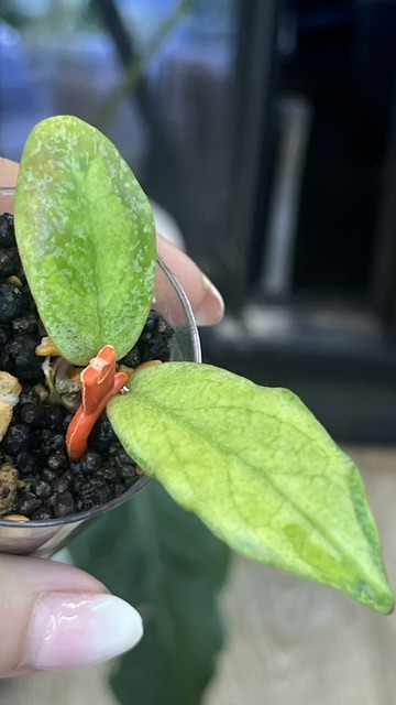 Hoya 'Jita Silver' ‘Autumn Guava’ – unikatowa hoya o srebrnych liściach z koralowym rumieńcem sunstressu. Poznaj uprawę w Variegarden.