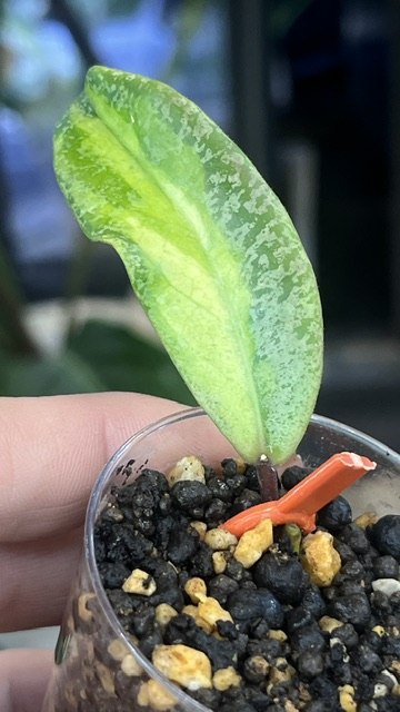 Hoya 'Jita Silver' ‘Autumn Guava’, rzadka hoya kolekcjonerska o srebrzystych liściach wybarwiających się na koralowy kolor guawy, Variegarden.