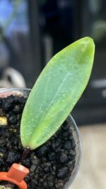 Hoya 'Jita Silver' ‘Autumn Guava’ #2 - obrazek 2
