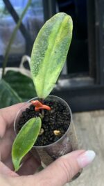 Hoya 'Jita Silver' ‘Autumn Guava’ #2 - obrazek 4