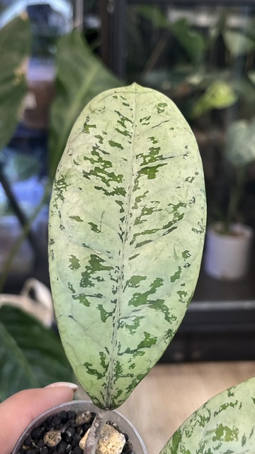 Hoya Lorelai (EPC 196 mutation)