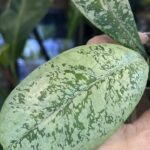 Hoya Lorelai (EPC 196 mutation)