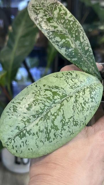 Hoya Lorelai (EPC 196 mutation)