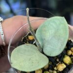 Hoya Mathilde Grey Fairy